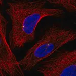 Merck Anti-GRAP antibody produced in rabbit