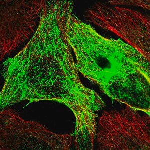 Merck Anti-SYCE1L antibody produced in rabbit