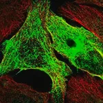 Merck Anti-SYCE1L antibody produced in rabbit