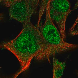Merck Anti-PARP9 antibody produced in rabbit