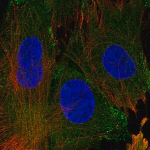 Merck Anti-EHD1 antibody produced in rabbit