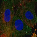 Merck Anti-EHD1 antibody produced in rabbit