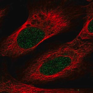 Merck Anti-VSIG10L antibody produced in rabbit