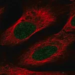 Merck Anti-VSIG10L antibody produced in rabbit