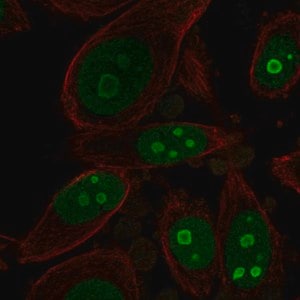 Merck Anti-BOP1 antibody produced in rabbit