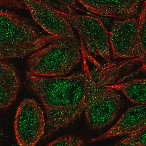 Merck Anti-ZNF34 antibody produced in rabbit