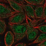 Merck Anti-ZNF34 antibody produced in rabbit