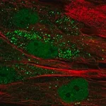 Merck Anti-TTL antibody produced in rabbit