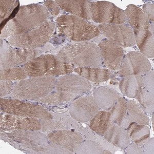 Merck Anti-ASB16 antibody produced in rabbit