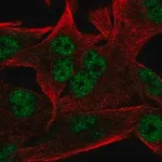 Merck Anti-INTS9 antibody produced in rabbit