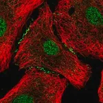 Merck Anti-FOXA2 antibody produced in rabbit