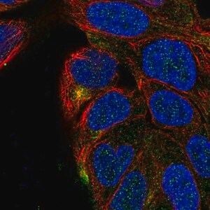 Merck Anti-TMEM63A antibody produced in rabbit