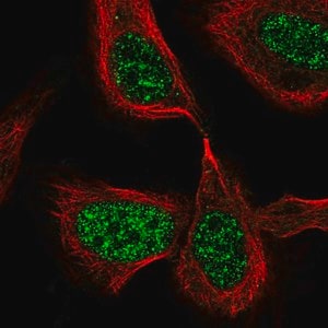 Merck Anti-CDC25C antibody produced in rabbit