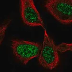 Merck Anti-CDC25C antibody produced in rabbit