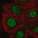 Merck Anti-CDK10 antibody produced in rabbit