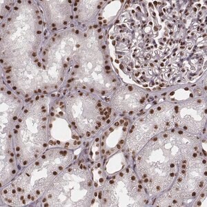 Merck Anti-THAP3 antibody produced in rabbit