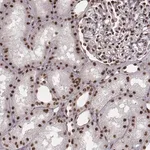 Merck Anti-THAP3 antibody produced in rabbit