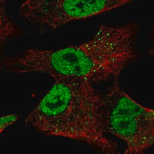 Merck Anti-ZNF341 antibody produced in rabbit