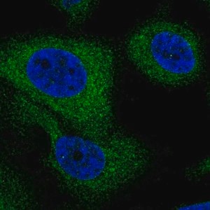 Merck Anti-G6PC3 antibody produced in rabbit