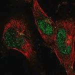 Merck Anti-BLZF1 antibody produced in rabbit