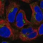 Merck Anti-CLASP2 antibody produced in rabbit
