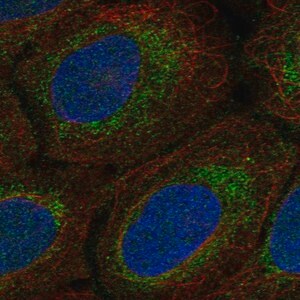 Merck Anti-MRPS15 antibody produced in rabbit