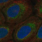 Merck Anti-MRPS15 antibody produced in rabbit