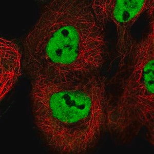 Merck Anti-ESRP2 antibody produced in rabbit
