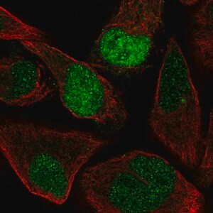 Merck Anti-AQR antibody produced in rabbit