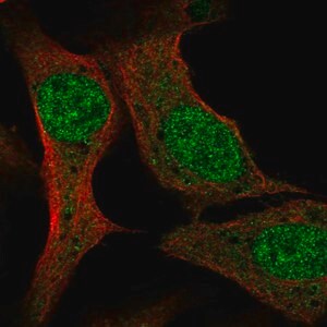 Merck Anti-PCF11 antibody produced in rabbit
