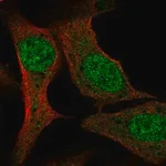 Merck Anti-PCF11 antibody produced in rabbit
