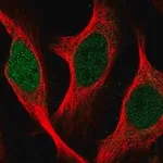 Merck Anti-SGO2 antibody produced in rabbit