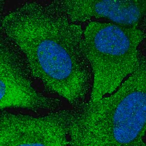 Merck Anti-CAMK2G antibody produced in rabbit