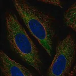 Merck Anti-MARCH6 antibody produced in rabbit