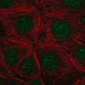 Merck Anti-SF3B3 antibody produced in rabbit