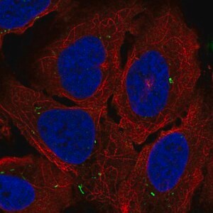 Merck Anti-ADCY7 antibody produced in rabbit