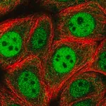 Merck Anti-RGS3 antibody produced in rabbit