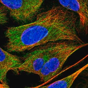 Merck Anti-PPP1R12A antibody produced in rabbit