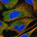 Merck Anti-PPP1R12A antibody produced in rabbit