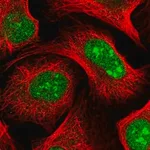 Merck Anti-KANSL3 antibody produced in rabbit