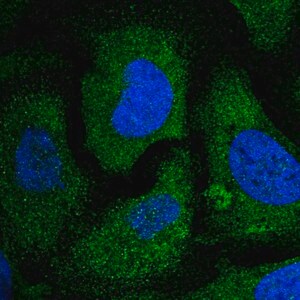 Merck Anti-EIF2S2 antibody produced in rabbit