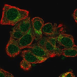 Merck Anti-TXNL4A antibody produced in rabbit