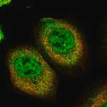 Merck Anti-PLEKHA5 antibody produced in rabbit