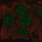 Merck Anti-INO80 antibody produced in rabbit