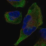 Merck Anti-TRIM9 antibody produced in rabbit