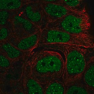 Merck Anti-INO80 antibody produced in rabbit