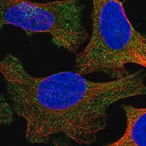 Merck Anti-UBAP1 antibody produced in rabbit