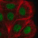 Merck Anti-DHX38 antibody produced in rabbit