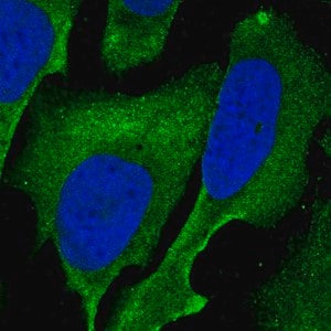 Merck Anti-SAMD1 antibody produced in rabbit