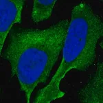 Merck Anti-SAMD1 antibody produced in rabbit